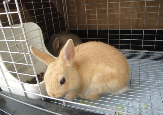 かわいいうさぎ
