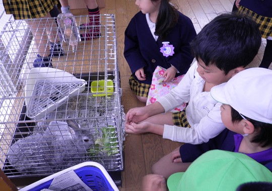 うさぎ当番もあるよ